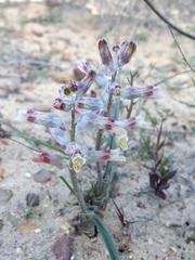 Lachenalia schlechteri