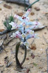 Lachenalia schlechteri