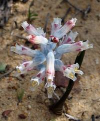 Lachenalia schlechteri