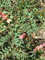 Indigofera blaiseae