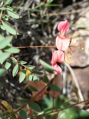 Indigofera blaiseae