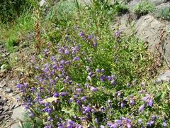 Dracocephalum peregrinum