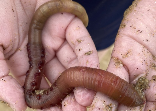 Blow Lugworm, photo 5 of 10