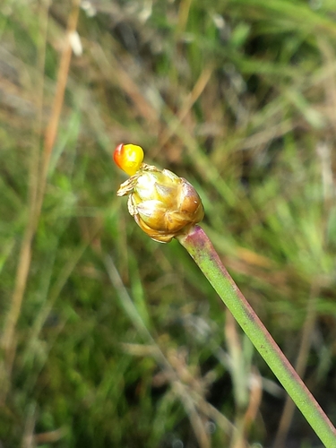 Variety Xyris anceps anceps · iNaturalist