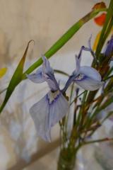 Moraea tripetala tripetala