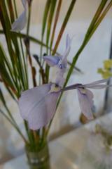 Moraea tripetala tripetala