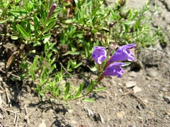 Dracocephalum peregrinum