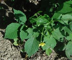 Geum urbanum