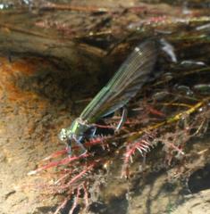 Calopteryx virgo