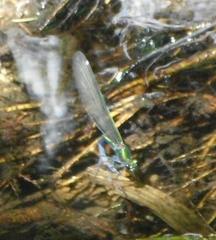 Calopteryx virgo