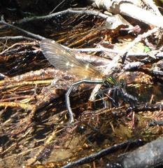 Calopteryx virgo