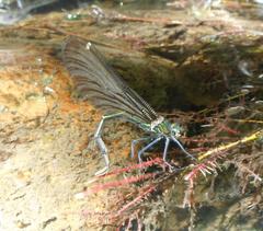 Calopteryx virgo