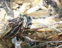 Calopteryx virgo