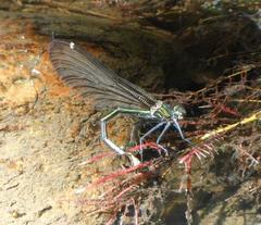 Calopteryx virgo