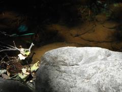 Calopteryx virgo