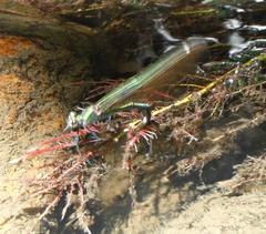 Calopteryx virgo