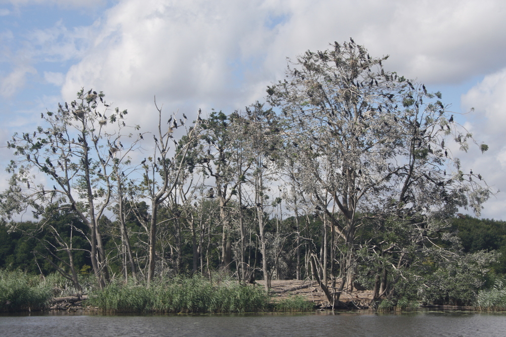 Karabatak