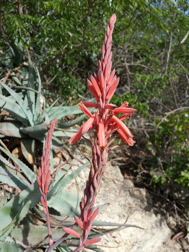 Aloe newtonii image