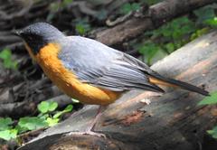 Cossypha dichroa dichroa