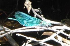 Calopteryx virgo