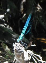 Calopteryx virgo