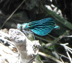 Calopteryx virgo