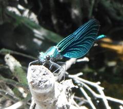 Calopteryx virgo