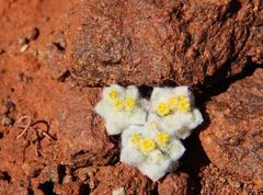 Galeomma oculus-cati