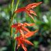 Gladiolus watsonius - Photo (c) magriet b, algunos derechos reservados (CC BY-SA), uploaded by magriet b