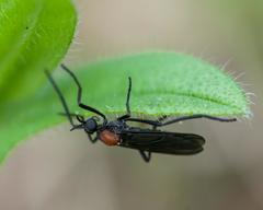 Plecia ruficollis