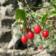 Solanum dulcamara