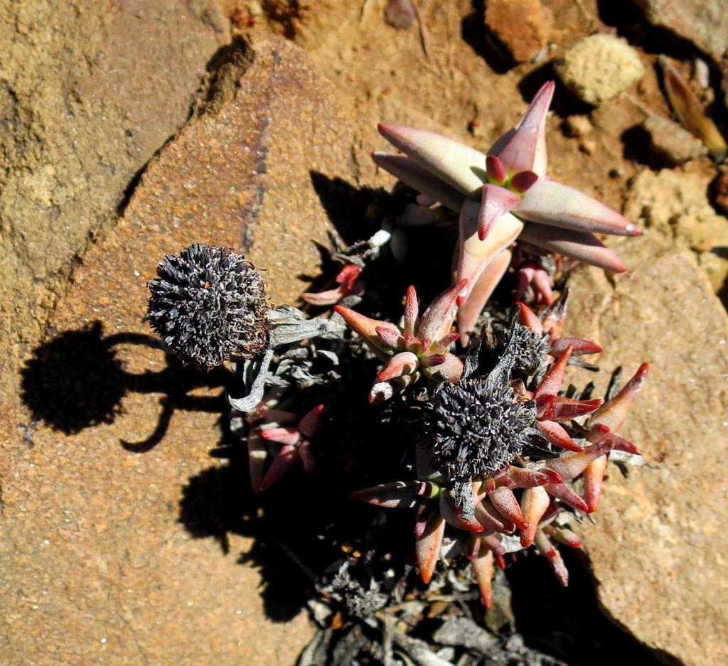 Crassula congesta
