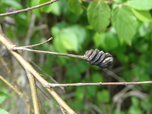 Image of Helicteres guazumifolia by (c) Alexis López Hernández, some rights reserved (CC BY)