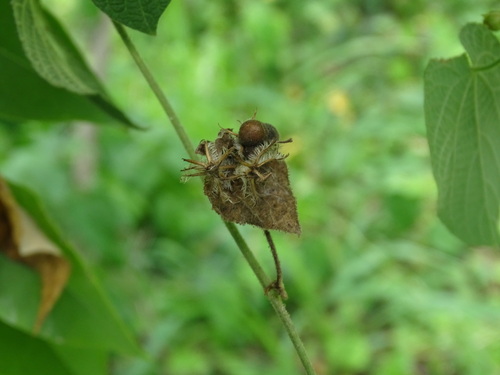 Image of Dalechampia scandens by (c) Alexis López Hernández, some rights reserved (CC BY)