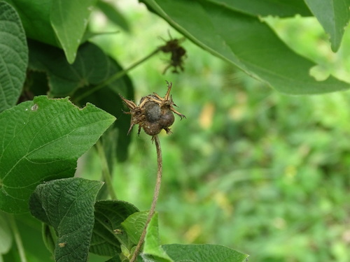 Image of Dalechampia scandens by (c) Alexis López Hernández, some rights reserved (CC BY)