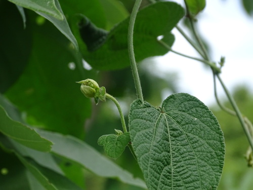 Image of Dalechampia scandens by (c) Alexis López Hernández, some rights reserved (CC BY)