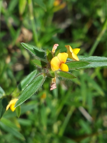 Stylosanthes guianensis image