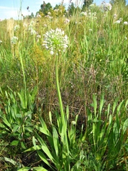 Allium nutans