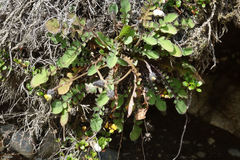 Sonchus novae-zelandiae