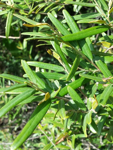 Diospyros danguyana