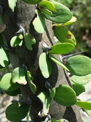 Alluaudia humbertii