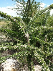 Alluaudia humbertii