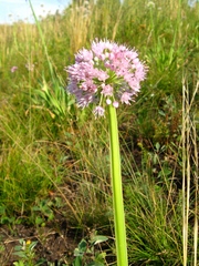 Allium nutans