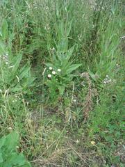 Matricaria