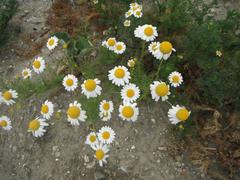 Matricaria