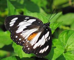Charaxes wakefieldi