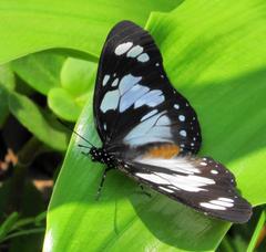 Charaxes wakefieldi