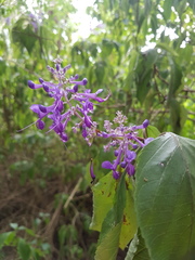 Plectranthus ecklonii