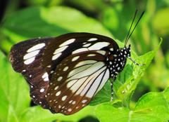 Charaxes wakefieldi