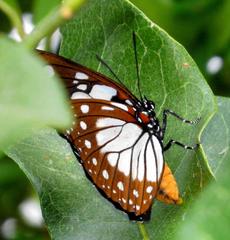 Charaxes wakefieldi